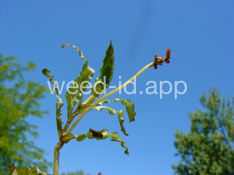 pondweed, curlyleaf